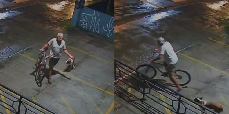 Homem amarra cadela em grade e abandona animal em academia de crossfit no Recife; VÍDEO